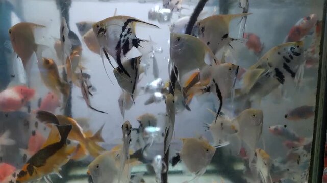 footage of a group of angelfish swimming in an aquarium recorded from close up