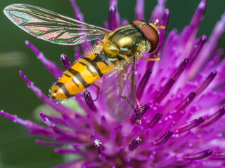 Syrphe sur une fleur de chardon © Villages de France