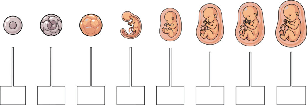 Human Embryo and Fetal Development Infographic Vector Template Showing Stages of Pregnancy Growth From Zygote Cell to Mature Baby Fetus Medical Diagram