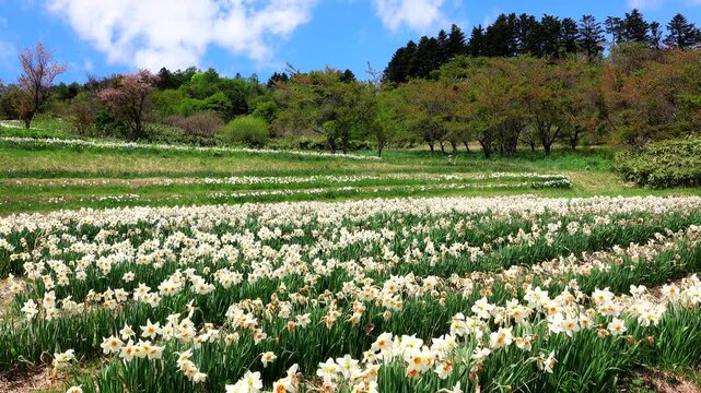 玉川公園のスイセン