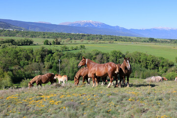Fototapeta premium Cows in the landscape of the Cerdagne high plateau is a vast, sun-drenched valley in the eastern Pyrenees, France