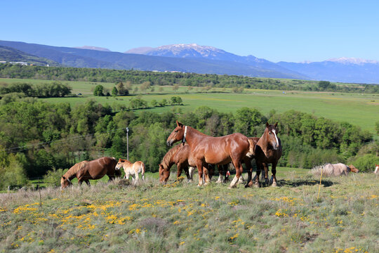 Cows in the landscape of the Cerdagne high plateau is a vast, sun-drenched valley in the eastern Pyrenees, France