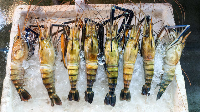 Fresh giant river prawns displayed on crushed ice at Ang Sila seafood market, Chonburi, Thailand. Premium seafood with long antennae, ideal for culinary, market, and fresh food concepts.
