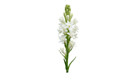 Fototapeta premium Elegant white tuberose flower stalk isolated on a clean white background with soft natural lighting