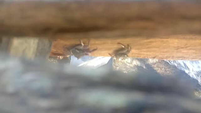 Wild sea crab hiding in the crevices of an old wooden pier dock