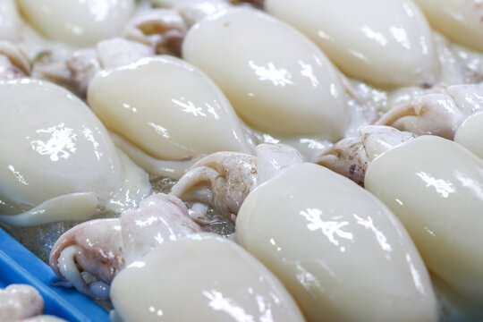Fresh squid displayed at a seafood market in Ang Sila, Thailand. Clean white texture and premium seafood concept.
