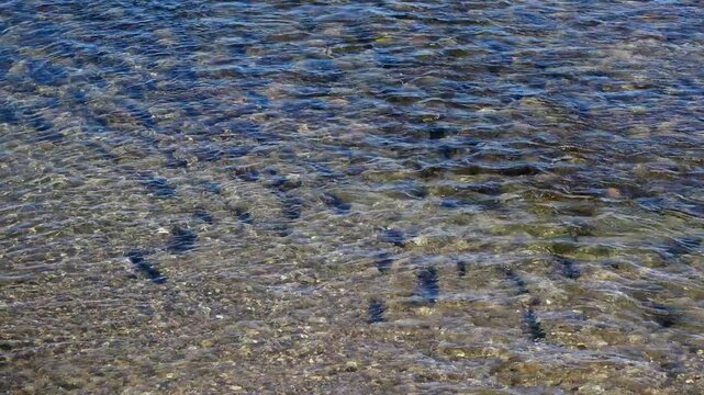 遠音別川に遡上するサケの群れ