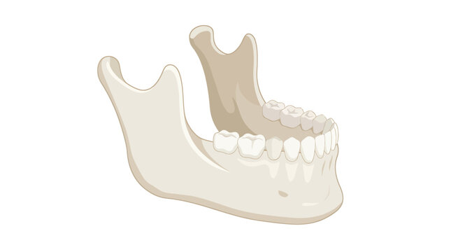 Human Mandible Lower Jawbone with Teeth