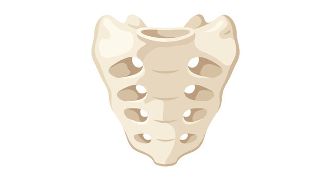 Human Pelvis Bone and Sacrum Anatomy