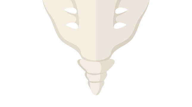 Human Tailbone Coccyx Anatomy Structure