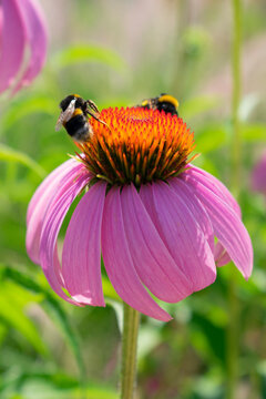 Echinacea purpurea con bombo terrestre (Bombus)