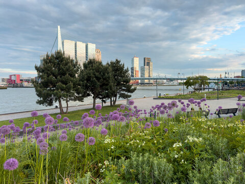 Spring alliums frame Rotterdam waterfront skyline at Boompjeskade in soft evening light, Netherlands.