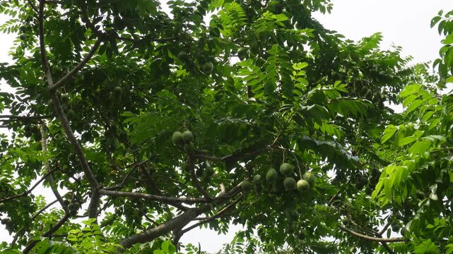 Green ambarella fruits growing on tropical tree