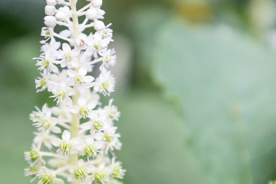 Macro of white American pokeweed (Phytolacca americana) flowers blooming on stem with soft blurred green leaves background. Close-up of perennial botanical plant with copy space.
