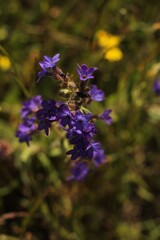 Obraz premium bee on lavender