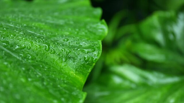 Green leaves sparkle with freshness from recent rain, inviting viewers into a serene natural environment filled with life