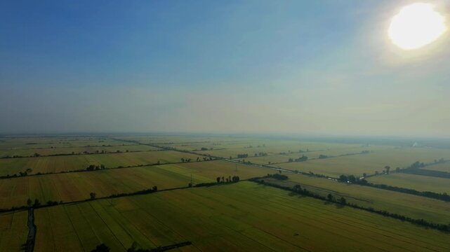 Drone flying backward and tilting down over vast rice fields at sunrise