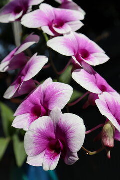 A dwarf orchid in the Dendrobium genus, with purple and white petals.