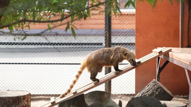 Coati walking upward on wooden ramp in zoo enclosure. Tropical mammal moving through outdoor habitat at wildlife sanctuary. Animal behavior in captivity research.