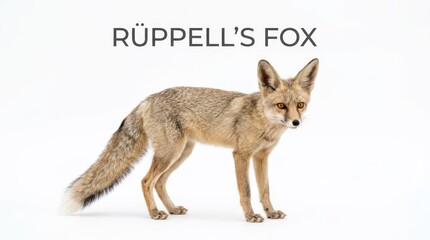Obraz premium A Ruppell's fox stands alertly against a clean white background, showcasing its slender build and distinctive markings
