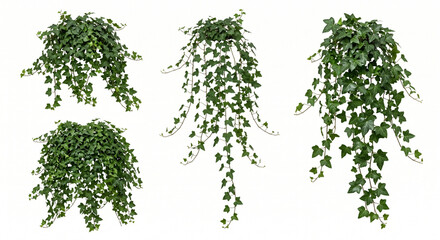 Fototapeta premium Four realistic English Ivy plants (Hedera helix) arranged on a single page, featuring different hanging lengths, foliage densities, and cascading growth patterns