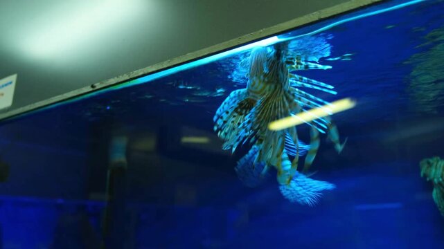 Lionfish swimming inside a glass aquarium. Beautiful striped predatory fish in blue water. Marine life exhibit in an oceanarium for scientific study and observation.