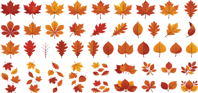 Autumn orange and red fallen leaves set with maple oak birch foliage icons vector illustration.