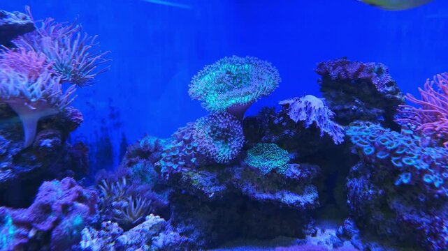 Tropical coral reef ecosystem with diverse marine life. Underwater view of glowing corals and sea anemone in saltwater aquarium. Natural ocean habitat display.