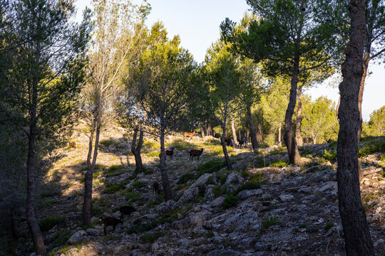Wild goats in the mountains of Mallorca, Spain