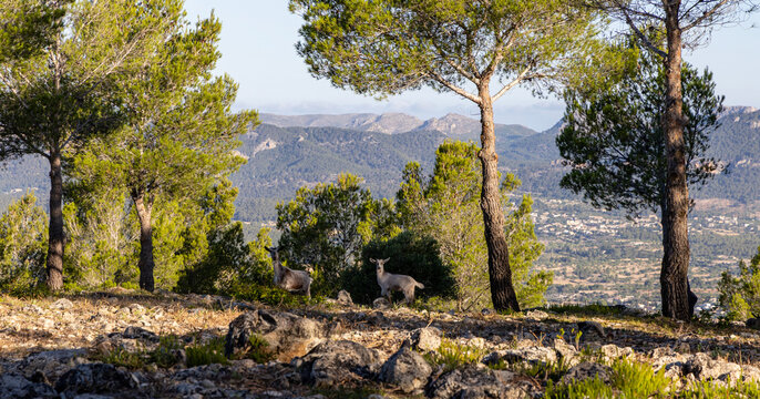 Wild goats in the mountains of Mallorca, Spain