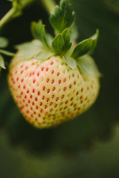 A close up of a single unripe strawberry