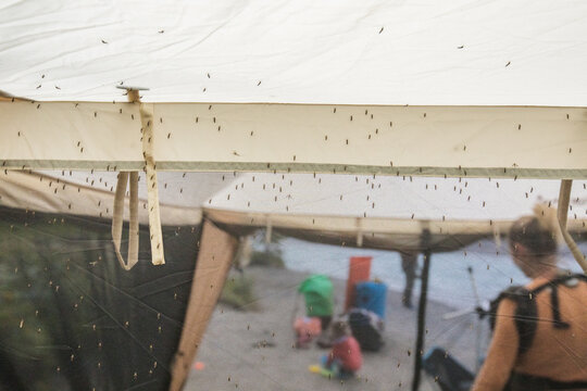 Dozens of mosquitoes swarming on a camping tent screen