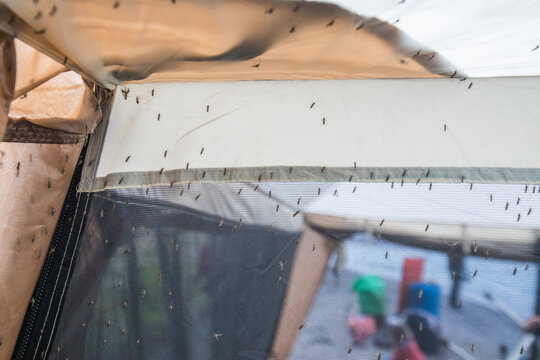 Mosquitoes swarming all over a screen tent