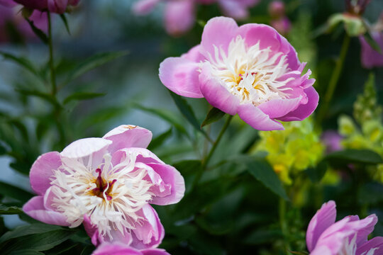 Pink Peony Flowers Blooming in Garden