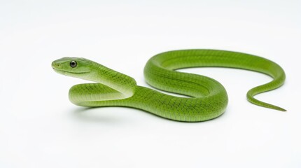 Obraz premium A slender green snake coiled elegantly, its scales gleaming with vitality