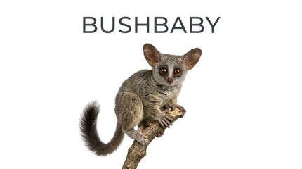 Fototapeta premium A small bushbaby with large eyes sits on a branch. The word BUSHBABY is displayed above the animal