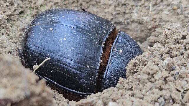 Macro footage of a black bull-headed dung beetle (Onthophagus taurus) partially buried in loose soil, displaying natural burrowing behavior in its habitat. The close-up view highlights intricate body