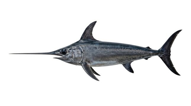A majestic swordfish with its distinctive long, pointed bill poised for action. This powerful marine creature is captured in mid-swim.