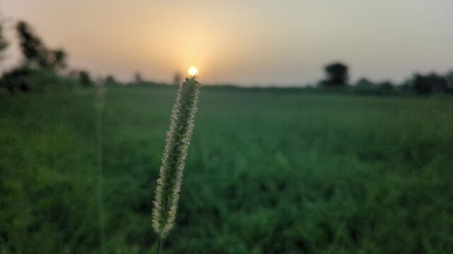 Close-up of Wild Grass Seed Head Swaying Gently in Wind at Golden Hour Sunset Over Green Field 