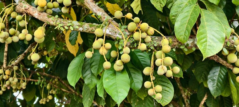 A clusters of Langsat (Lansium domesticum) fruits, a popular Southeast Asian fruit.The fruits are round, pale yellow to brownish-yellow, and hang in bunches directly from the tree branches.