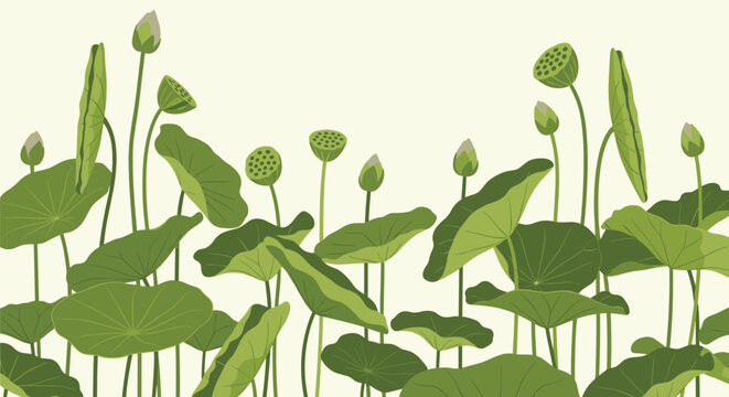 Serene green landscape of lotus leaves and closed flower buds standing tall in a calm pond against a light background.