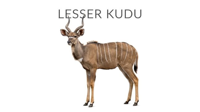 A lesser kudu stands majestically with elegant spiraling horns. Its striped coat blends with the natural environment, showcasing its beauty