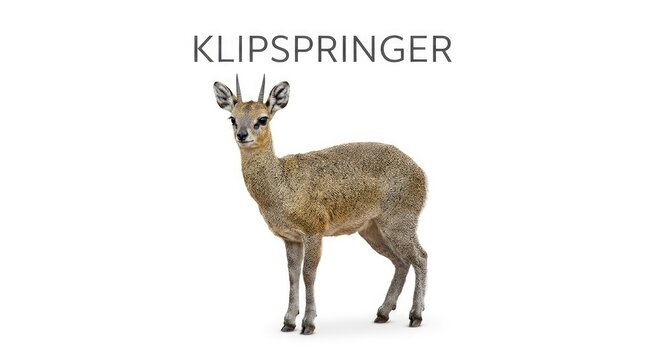 A klipspringer standing on white background. This small antelope is native to the rocky areas of southern Africa, known for its exceptional leaping ability