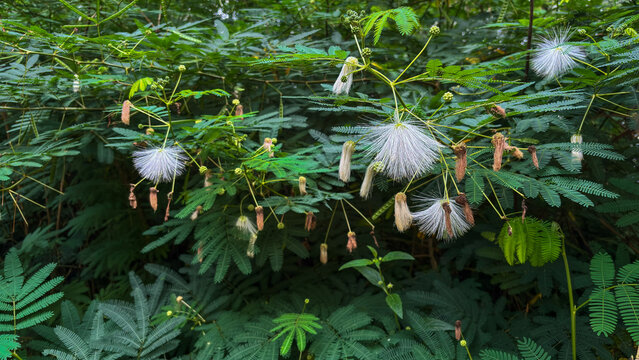 Calliandra tetragona, This shrub is widely used in tropical hilly areas to prevent soil erosion and is used as quality animal feed.
