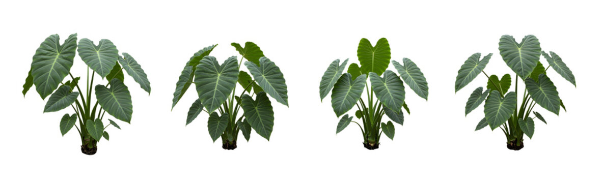 A full shot shows a large, healthy elephant ear plant transparent background