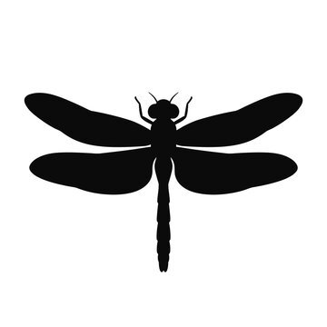 Dragonfly Silhouette On White Background Minimalist Insect Shape