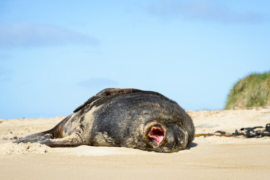 Sea lion lying on a sandy beach yawning with blue sky behind