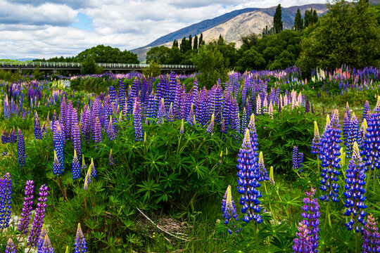 View of spectacular flowering lupins with bridge in background