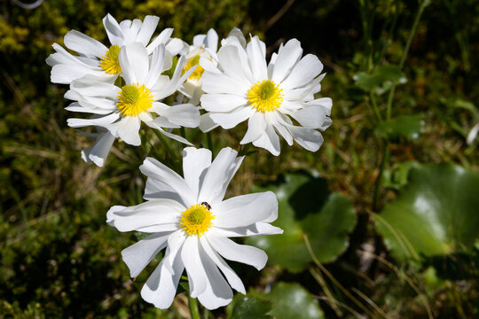 The Mount Cook buttercup is the world's largest buttercup