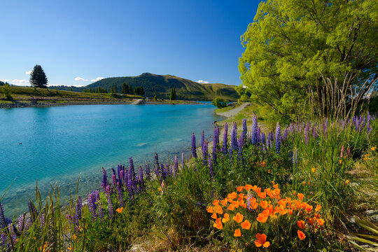 Attractive lupins and poppies growing wild on the shores of a blue lake with a blue sky and trees